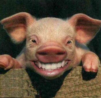 schwein